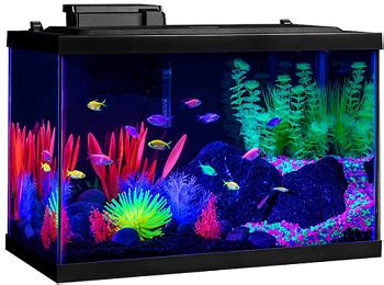 20 gallon fish tank|20 to 39 Gallon Fish Tanks: Breeder Tanks, Aquariums .